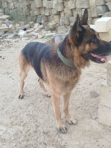немецкие овчарки купить: Немецкая овчарка, Самец — 5