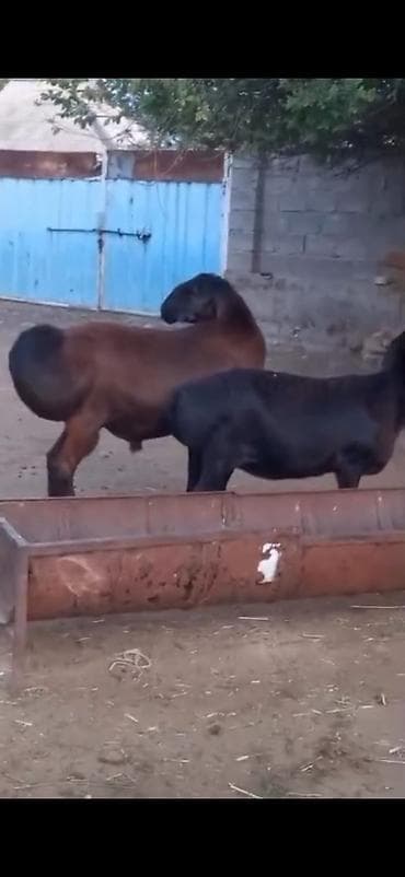 tap.az inekler: Cütü 450. AZN dişi boğazdır — 9