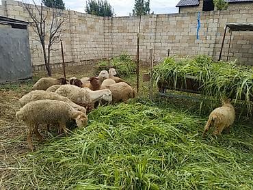 heyvan ve insan seksi: 1 rinci qarına qoyunlar satılır 12 başdı obşi 1 erkek toglu 2 ədədi — 1