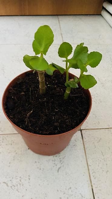 kalanxoye bitkisi: Kalanxoe (Kalanchoe blossfeldiana) – saksı bitkisi - Rəngli, çoxlu — 8