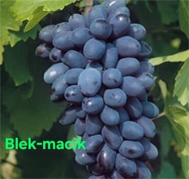 10 kva generator: Uzum ağacları topdan ve perakende satışı 1 ve 2 illik koklu tijler — 3