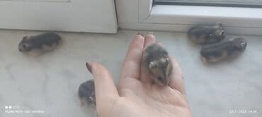 ördək bala: Djungar (cücərti) xamyak balaları - Növ: Djungar xamyakı (cücəboy — 3