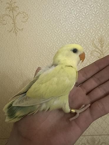 qus sesi: Salam 1 aylığ balalardı.Hamsı tam sağlamdır.Ələ öyrəşdirmək olar — 8