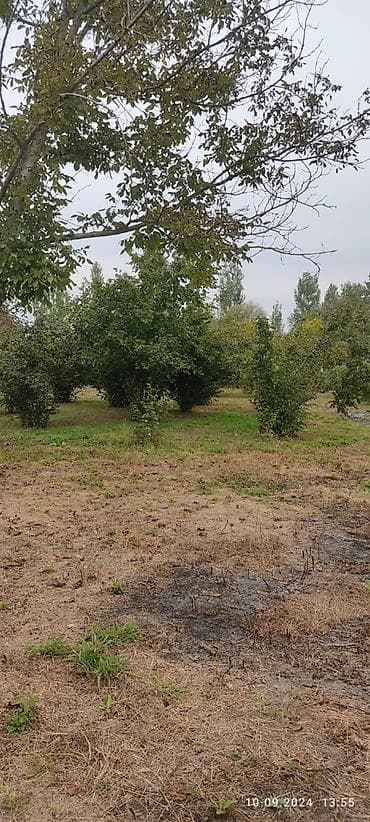 lenkeranda torpaq satilir: 80 sot, Kupça (Çıxarış) — 5