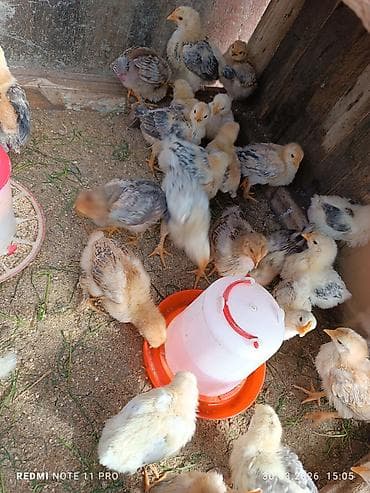 ov iti satilir: Toyuq cücələri, Ətlik, Ünvandan götürmə — 6