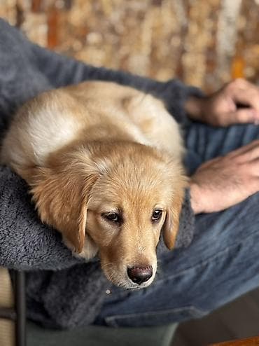 Pişiklər: Retriever, 4 ay, Dişi, Peyvəndli — 7