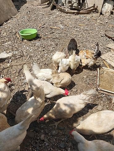 heyvan satisi: 2 erkek 2 dişi ördək.4 bala, balanın 3 ü erkek 1i,dişi.toplam 100azn — 5