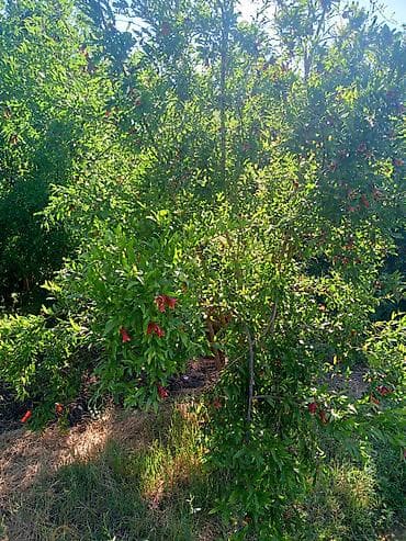 agac satilir: Bağbanam 40 İllik Təcrübəm Var — 1