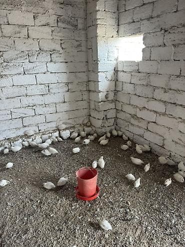 danisan qus: Ağ rəngli bildirçin sürüsü - Növ: yumurtalıq və ətlik istiqamətli ağ — 4