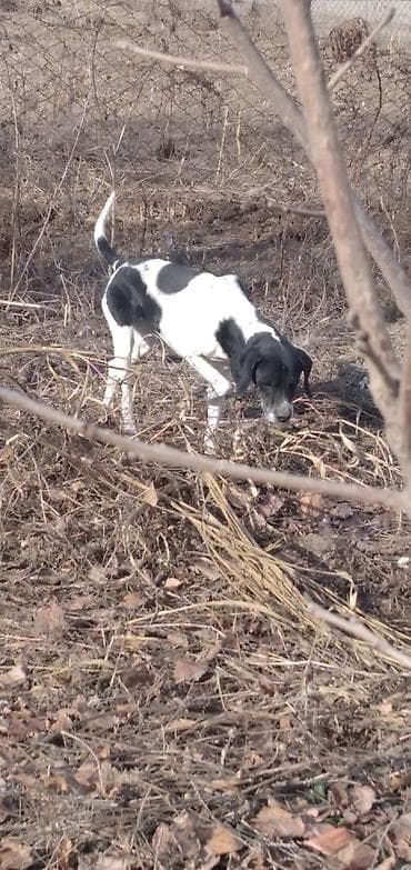 3 il, Dişi, Ünvandan götürmə