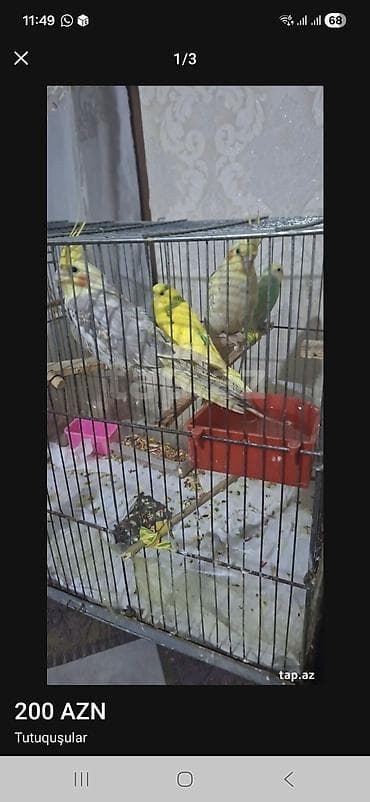 Tutuquşular – cox tecili satlir razilasmaq olar -cox tecili Qəfəsdə