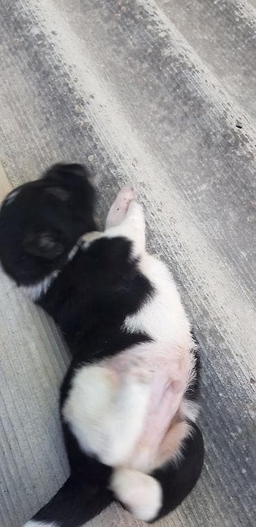 pitbul gence: Balaca zvanok (zəngoq) balaları satılır. - Yaş: 1 aylıq - Qurd — 9