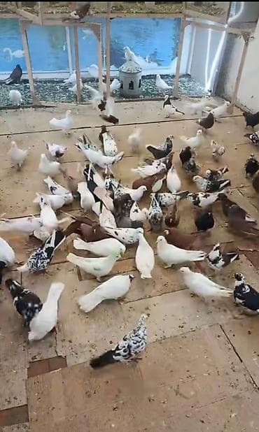 Göyərçinlər: Təcili satılır. Sağlam quşlardı. Quşun biri 10 Azn — 2