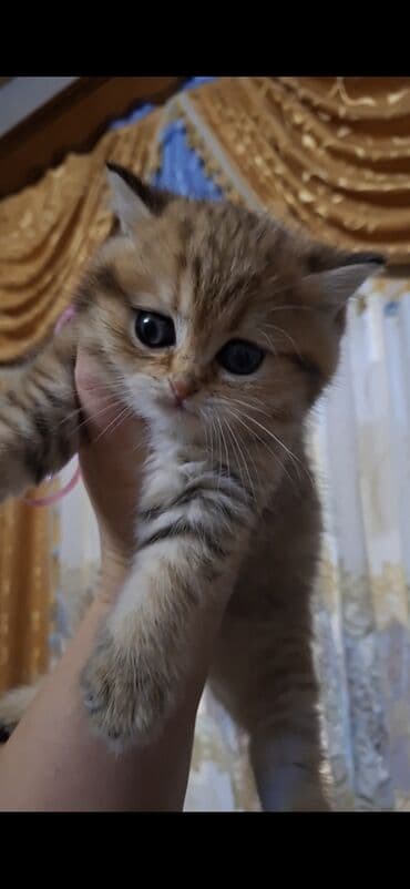 50 ile 400 arasi cins saf qan saqlam pisiklerimiz var sekilde olmayan