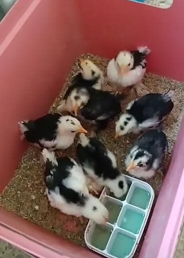 eşək şəkili: Toyuq cücələri, Damazlıq — 1