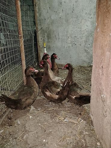 ağ ördək: Muskoviy ördəkləri (öküz ürəyi” kimi tanınır) - Rənglər: əsasən — 5