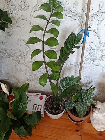 şanagullə bitkisi: Zamioculcas (ZZ bitkisi) – dekorativ ev bitkisi - Boy: təxminən 70–90 — 2