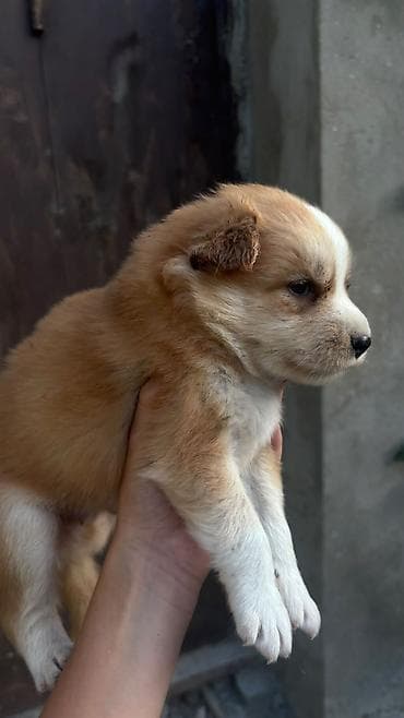 Çixuahua, 1 ay, Erkək, Peyvəndli, Ödənişli çatdırılma