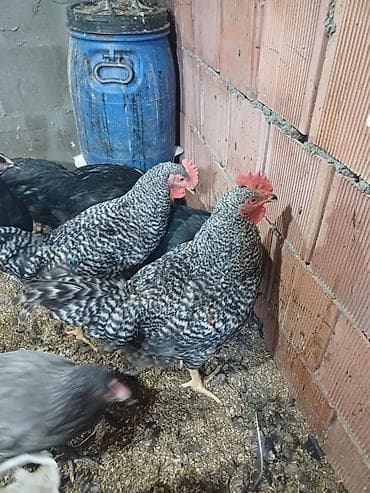 Cücələr: Avstrolorp ve amarok(xarkov) xoruzlari ve mehdud sayda fereler Məhsul — 2