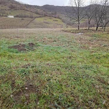 ucuz torpaqlarin satisi: Kənd təsərrüfatı — 7