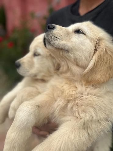 erkek: Labrador-retriver, 2 ay, Erkek, Peyvəndli — 5