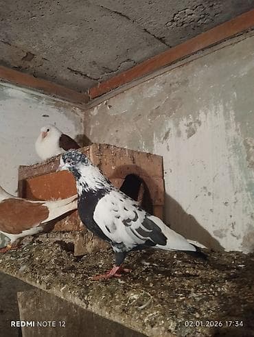 danisan tutuqusu satilir: Qiymət 3-ne aiddir.Qara çil erkekdir cavan,göy poçtadir erkekdir.təmiz — 1