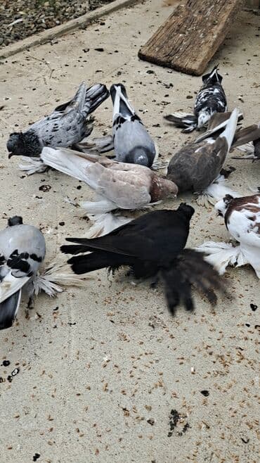 bakida cins ineklerin satisi: 12 DƏNƏ QUŞDU 1 DƏNƏSİ 10 MANATDAN KOM SATILƏR TƏK TƏK ALANDA QİYMƏT — 4