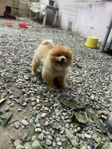 выгул собак бишкек: Шпиц, 4 года, Самец — 3