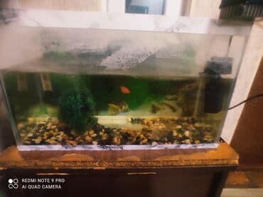 ucuz it yemleri: Dördbucaq akvarium, Balıqlarla birlikdə, 75 l — 5