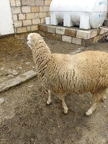 qoyun quyruğu: Erkek quzu satılır — 4