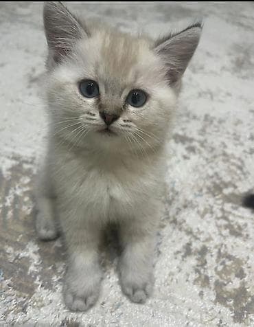 pişik eşyalari: Erkək, Yaxşı əllərə, Pulsuz çatdırılma — 1