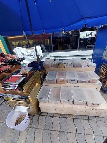 Restoran, kafe avadanlığı: Hazır biznes nefçilər metrosunun 3 cü cıxışı Qovrulmuş ləzzətlər üçün — 4