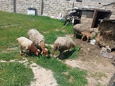 qoyun itleri bakida satisi: Dişi, il: 3, Damazlıq — 2