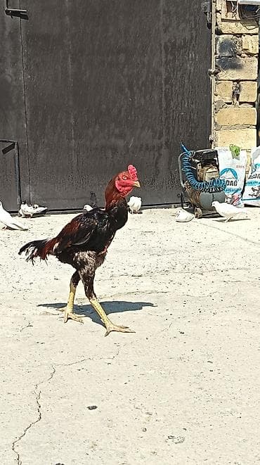 mese xoruzu: Qiymet Sondur!!Məhsul: Uzunboyun döyüşçü tipli xoruz (Malay/Asil — 2