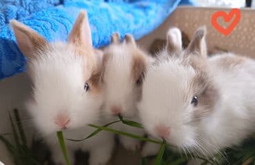 yerli keçilər: Dovsan balalari topdan Ve tek satilir. Yerli ve cins balalar — 1