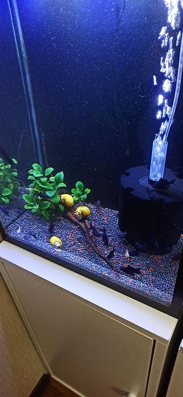 akvarium kompressor: Hündürlüyü 51.eni 27 uzunluğu 36 su tutumu 50 litr şkaf ilə balıqlar — 5