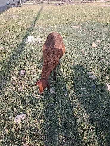 qoyun mal: Qala qoyunu cavan heyvandi balasi ekizdi erkey disi — 1