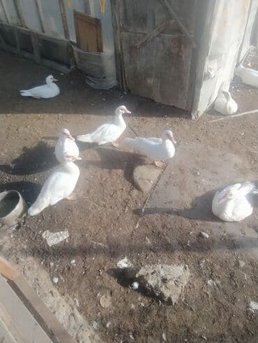 ruan ordək: 35 ədən lal ördək hamısı birlikdə 550 azn coxsu iridir — 3