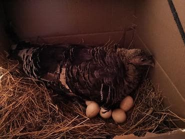 goyercin satisi 2019: Dişi, Yumurtalıq, Ünvandan götürmə — 4