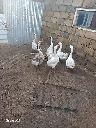 balaca itler satilir: 8 ededi hamisi erkekdiqaz satilir ve barter olur yerli qazla fere — 3