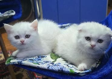 tap az at: Britan — 9