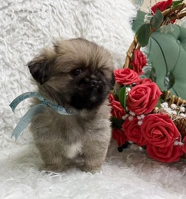 pekines itlerin satisi: Pekines, 2 ay, Erkek — 1