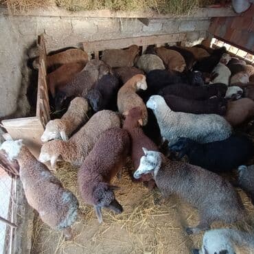 heyvanlara verilən adlar: Salam aleyküm ünvan bakı binə atclık qiymeti 205 mantdan 280 manata — 1