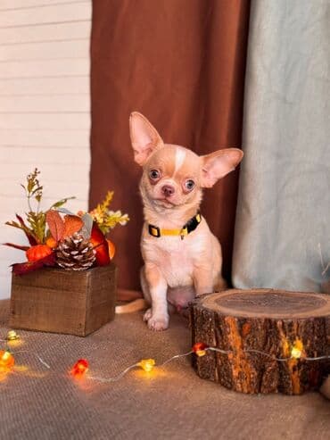 сколько стоит щенок чау чау: Чихуахуа — 2