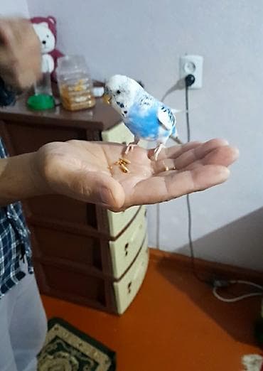 quslar haqqinda melumat: Ələ öyrəşmiş quşdu videoları var — 5