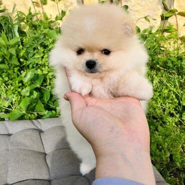 canavar balasi satilir: Şpitz — 6