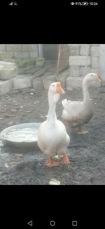 Məhsul: Xalmaqor qazlar. Arginal ağ rəngli ləkəsiz 1 cüt Xalmaqor