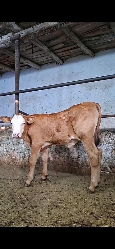 Mal-qara: Simmental cinsinə yaxın, açıq qəhvəyi rəngli, ağ üzlü dana. - — 2