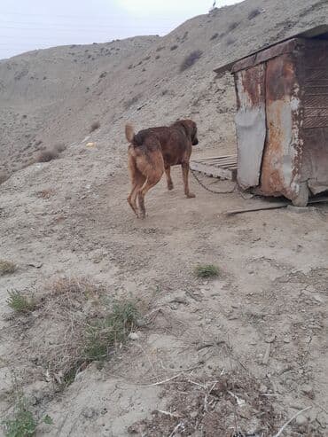 maraqli it adlari: İri cüssəli, qısa tüklü, tünd qəhvəyi rəng çalarlarında it. Boy ölçüsü — 9