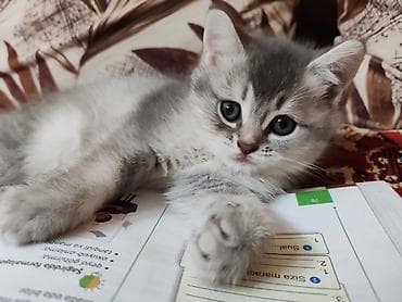 Britan, Dişi, Yaxşı əllərə, Ünvandan götürmə